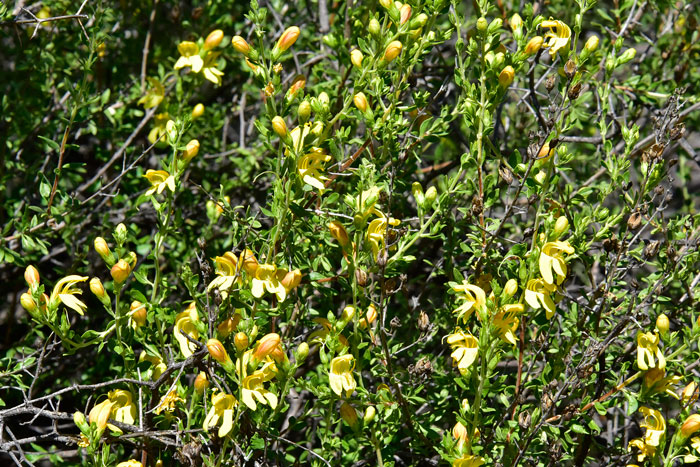 Snapdragon Penstemon grows in desert upland and mountain ranges in chaparral and juniper communities. Keckiella antirrhinoides Snapdragon Penstemon grows in desert upland and mountain ranges in chaparral and juniper communities. Keckiella antirrhinoides